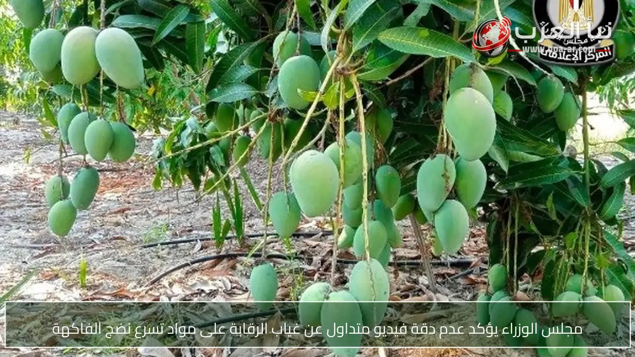 مجلس الوزراء يؤكد عدم دقة فيديو متداول عن غياب الرقابة على مواد تسرع نضج الفاكهة