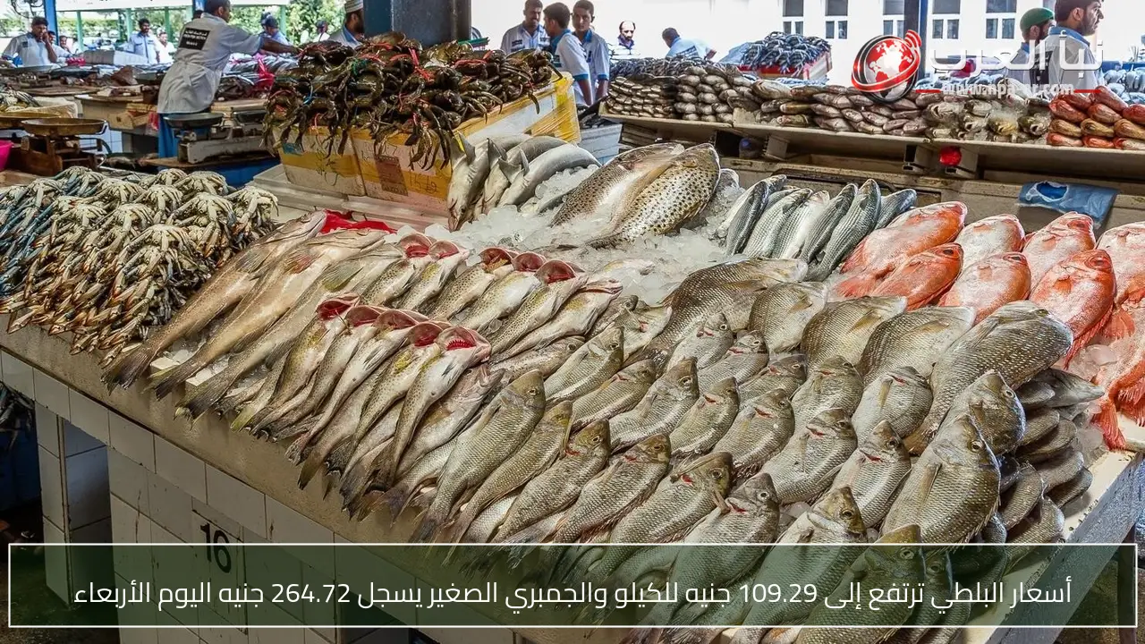 أسعار البلطي ترتفع إلى 109.29 جنيه للكيلو والجمبري الصغير يسجل 264.72 جنيه اليوم الأربعاء