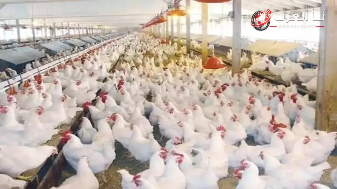 وزير الزراعة: مصر تحقق اكتفاء ذاتي بنسبة 98% من الدواجن و100% من بيض المائدة