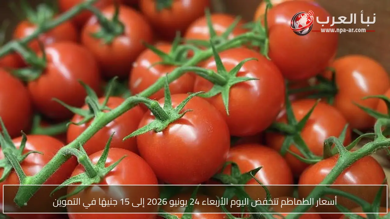 أسعار الطماطم تنخفض اليوم الأربعاء 24 يونيو 2026 إلى 15 جنيهًا في التموين