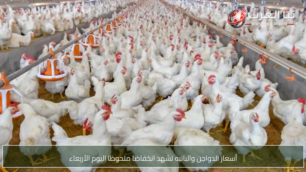 أسعار الدواجن والبانيه تشهد انخفاضا ملحوظا اليوم الأربعاء