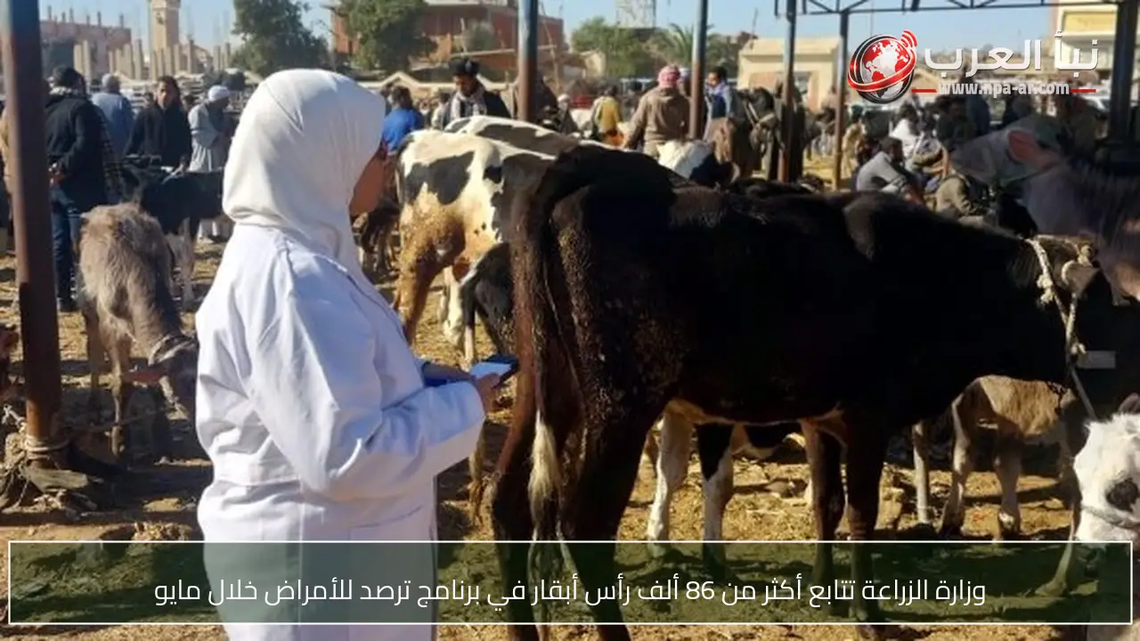 وزارة الزراعة تتابع أكثر من 86 ألف رأس أبقار في برنامج ترصد للأمراض خلال مايو