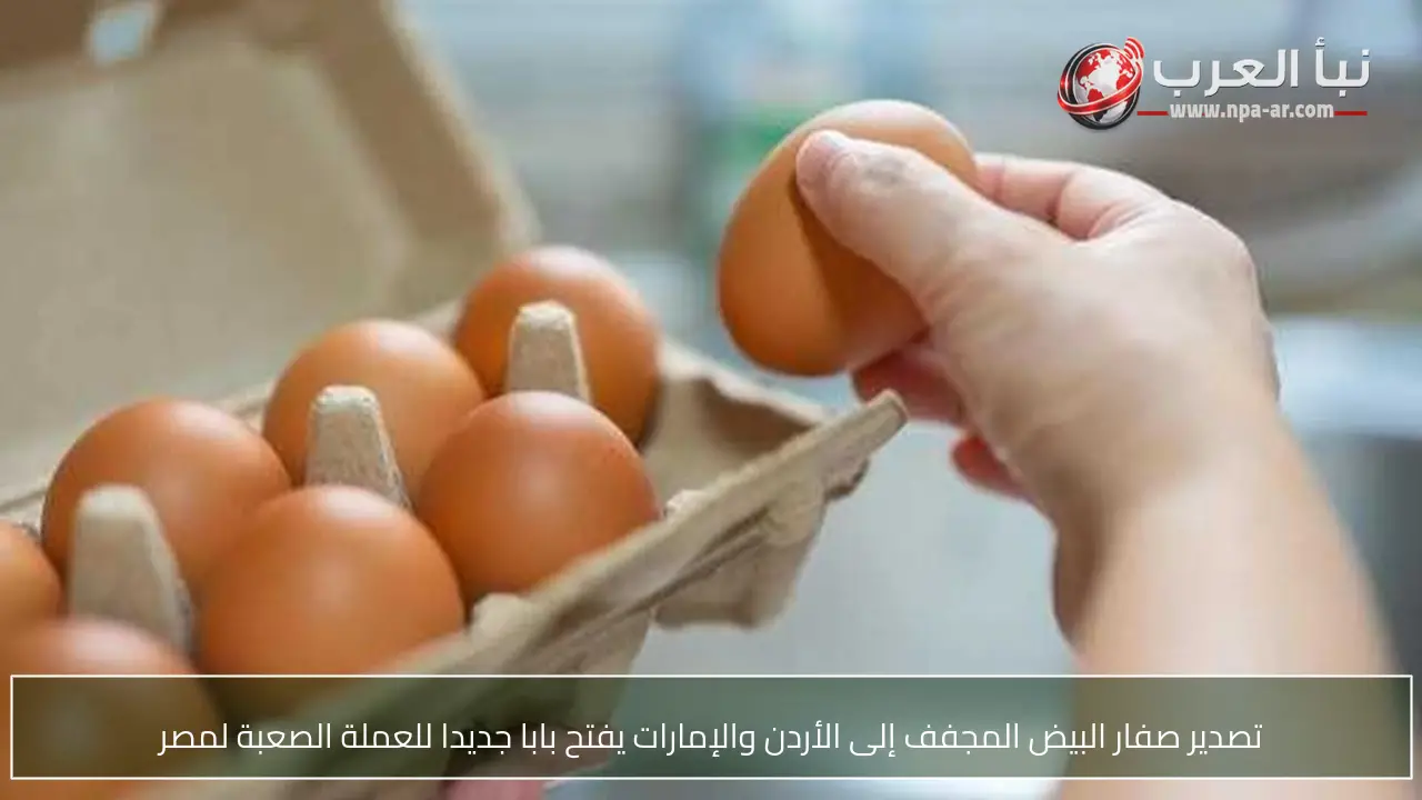 تصدير صفار البيض المجفف إلى الأردن والإمارات يفتح بابا جديدا للعملة الصعبة لمصر