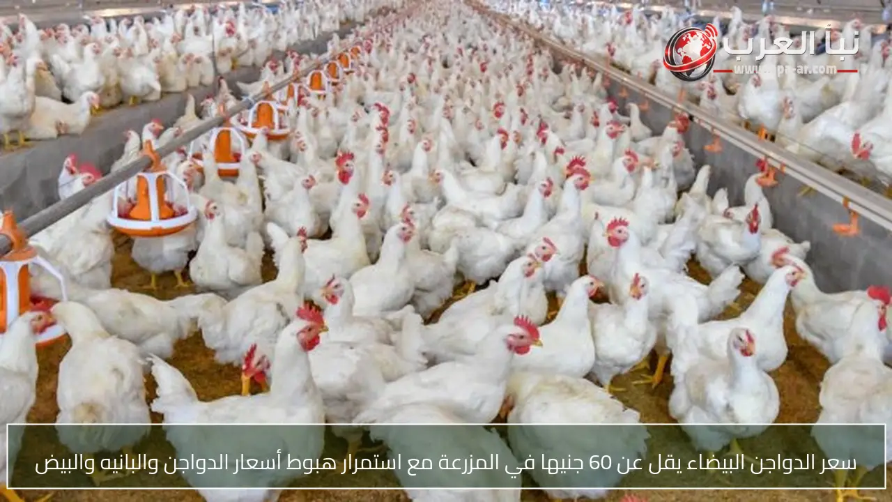 سعر الدواجن البيضاء يقل عن 60 جنيها في المزرعة مع استمرار هبوط أسعار الدواجن والبانيه والبيض