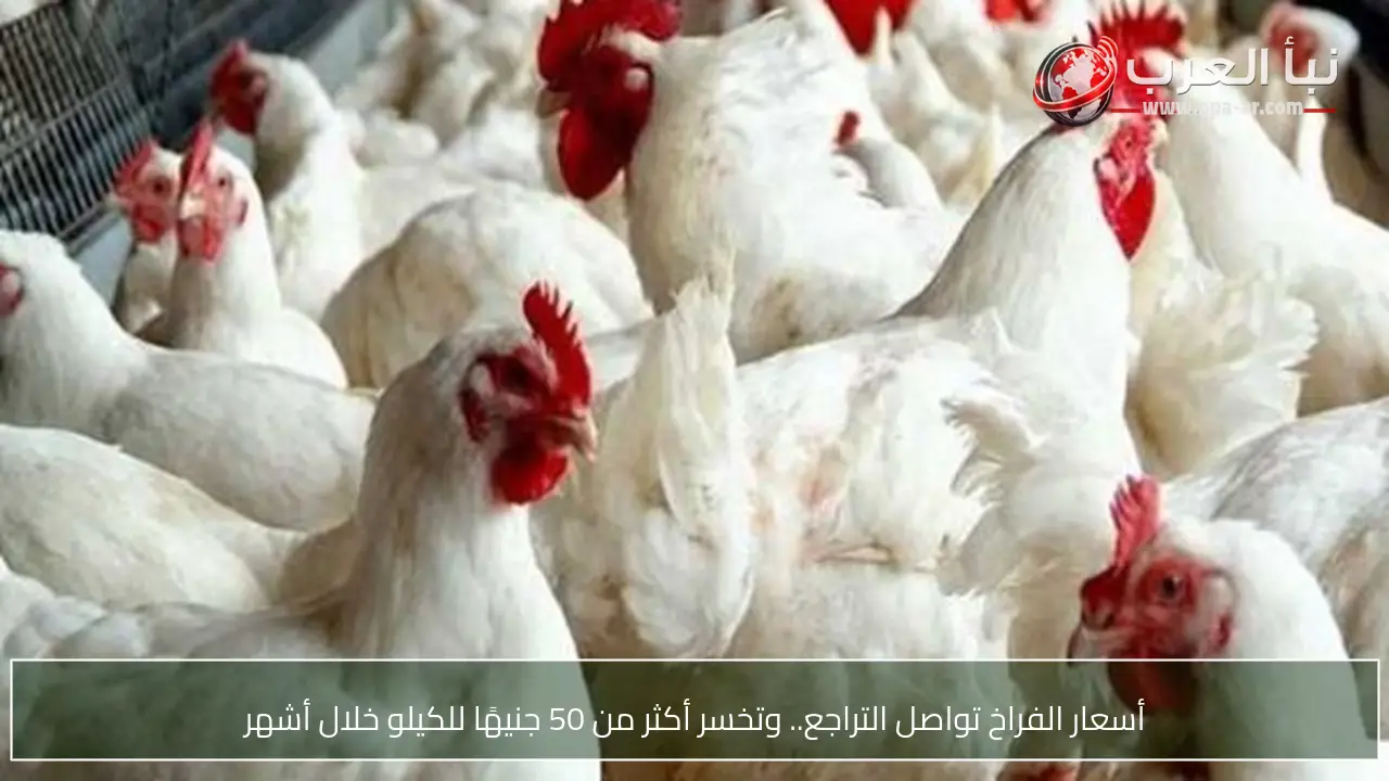 أسعار الفراخ تواصل التراجع.. وتخسر أكثر من 50 جنيهًا للكيلو خلال أشهر