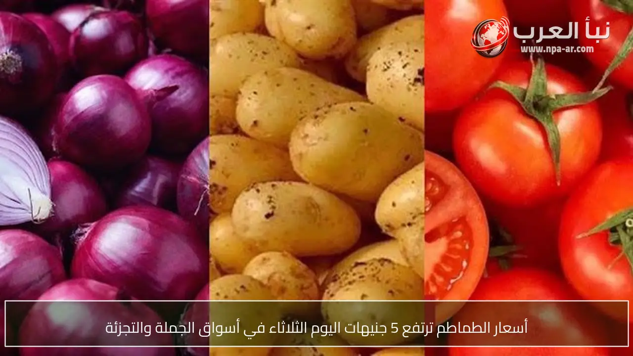 أسعار الطماطم ترتفع 5 جنيهات اليوم الثلاثاء في أسواق الجملة والتجزئة