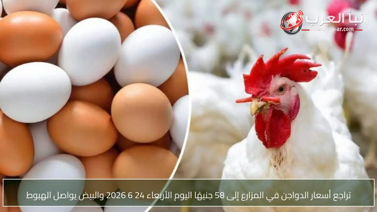 تراجع أسعار الدواجن في المزارع إلى 58 جنيهًا اليوم الأربعاء 24 6 2026 والبيض يواصل الهبوط