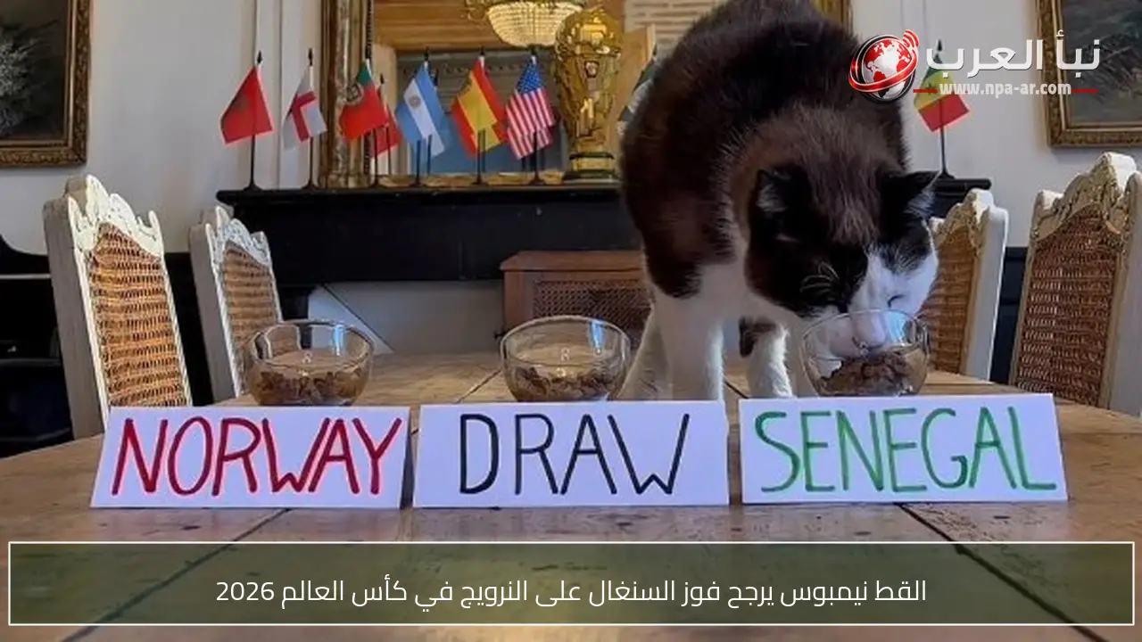 القط نيمبوس يرجح فوز السنغال على النرويج في كأس العالم 2026