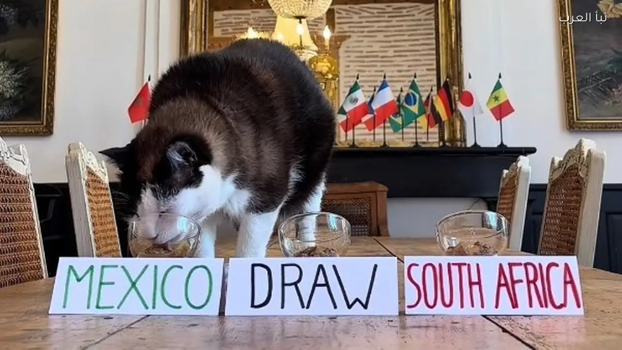 القط نيمبوس يرجح فوز المكسيك على جنوب إفريقيا في افتتاح كأس العالم 2026