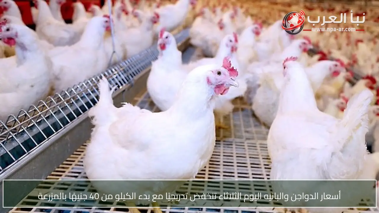 أسعار الدواجن والبانيه اليوم الثلاثاء تنخفض تدريجيًا مع بدء الكيلو من 40 جنيهًا بالمزرعة