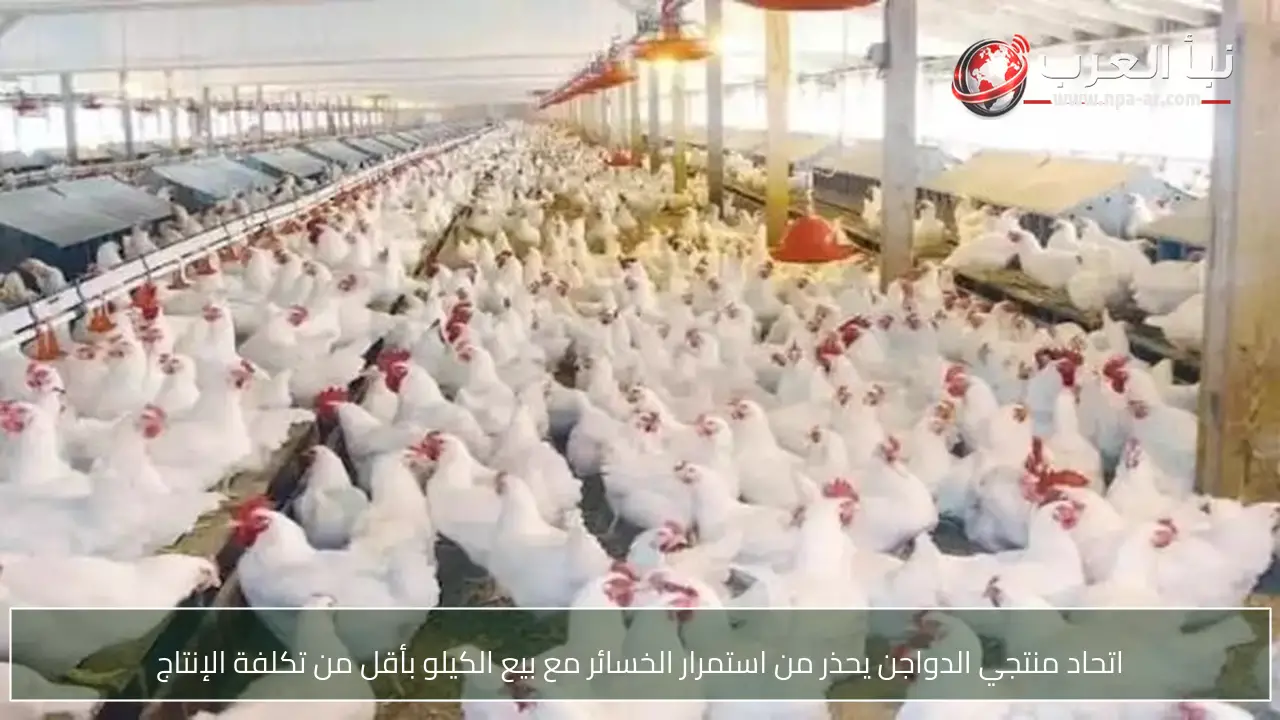 اتحاد منتجي الدواجن يحذر من استمرار الخسائر مع بيع الكيلو بأقل من تكلفة الإنتاج