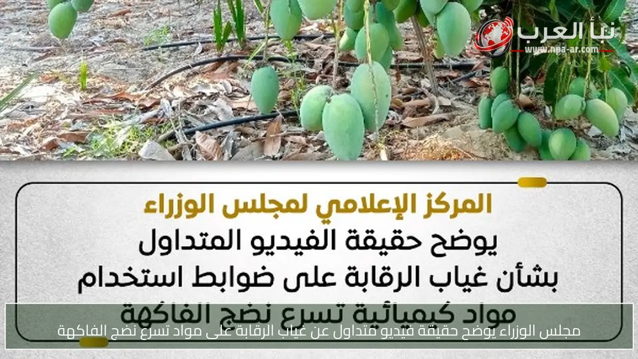 مجلس الوزراء يوضح حقيقة فيديو متداول عن غياب الرقابة على مواد تسرع نضج الفاكهة