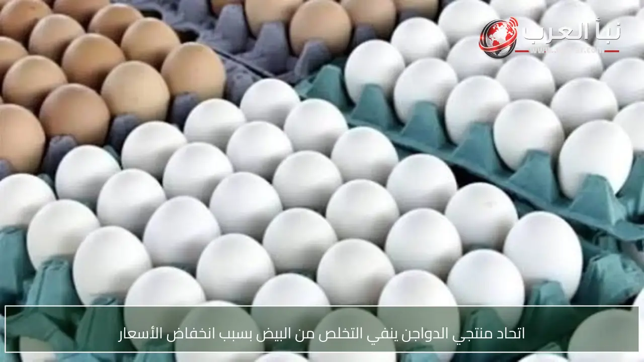 اتحاد منتجي الدواجن ينفي التخلص من البيض بسبب انخفاض الأسعار