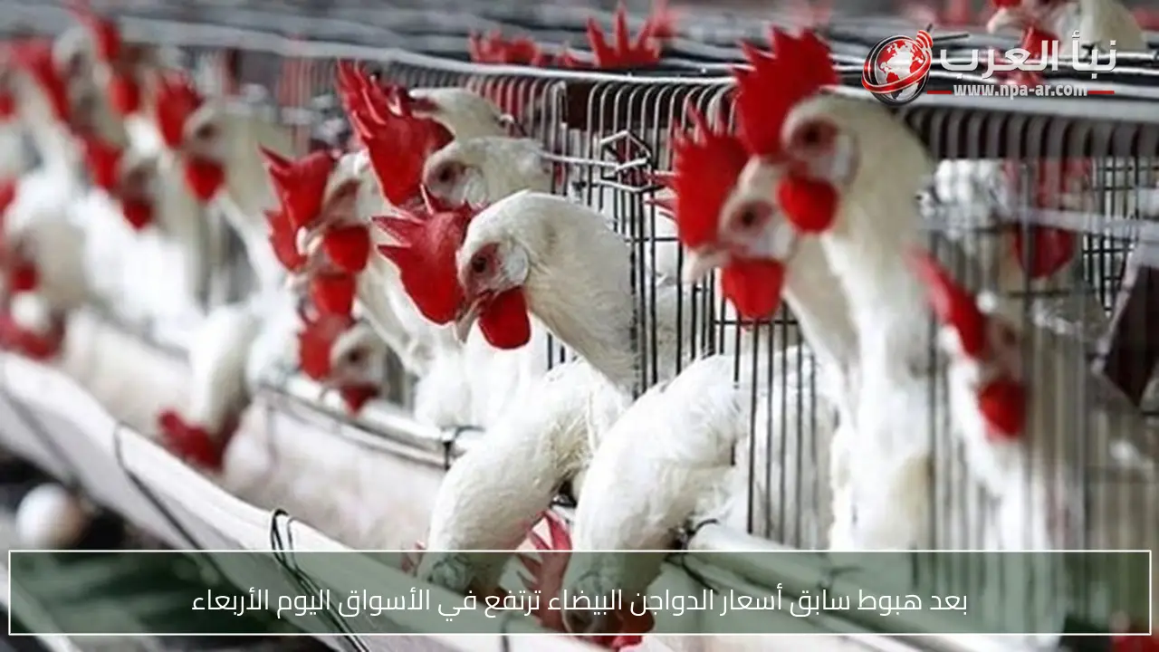 بعد هبوط سابق أسعار الدواجن البيضاء ترتفع في الأسواق اليوم الأربعاء