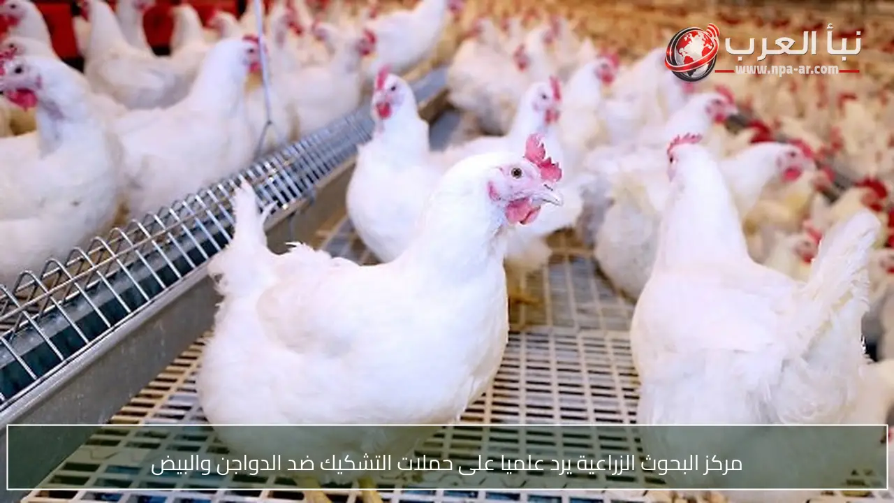 مركز البحوث الزراعية يرد علميا على حملات التشكيك ضد الدواجن والبيض