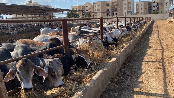 مجلس إدارة المشروع القومي للبتلو يوافق على تمويلات جديدة بقيمة 499 مليونًا و415 ألف جنيه