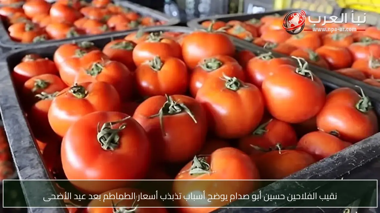 نقيب الفلاحين حسين أبو صدام يوضح أسباب تذبذب أسعار الطماطم بعد عيد الأضحى