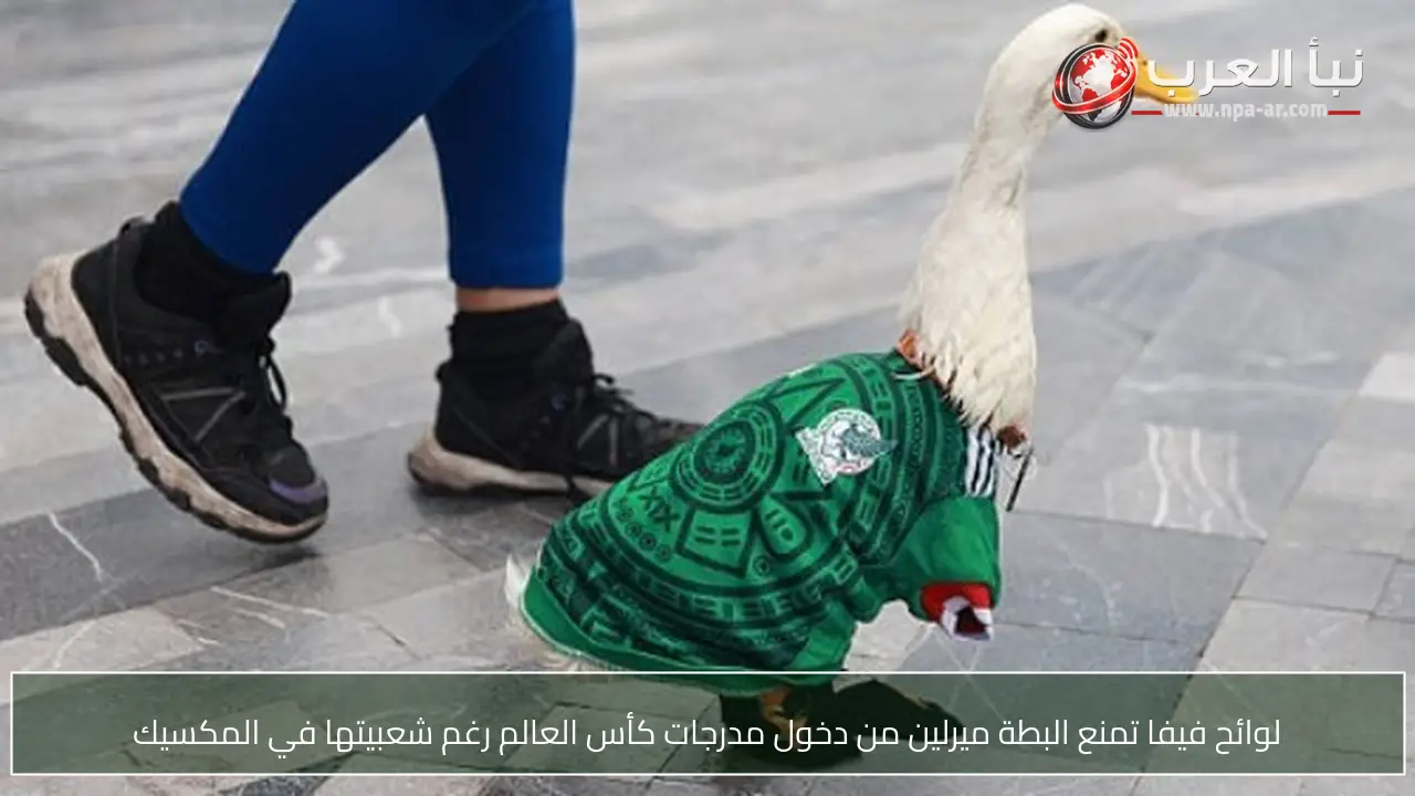 لوائح فيفا تمنع البطة ميرلين من دخول مدرجات كأس العالم رغم شعبيتها في المكسيك