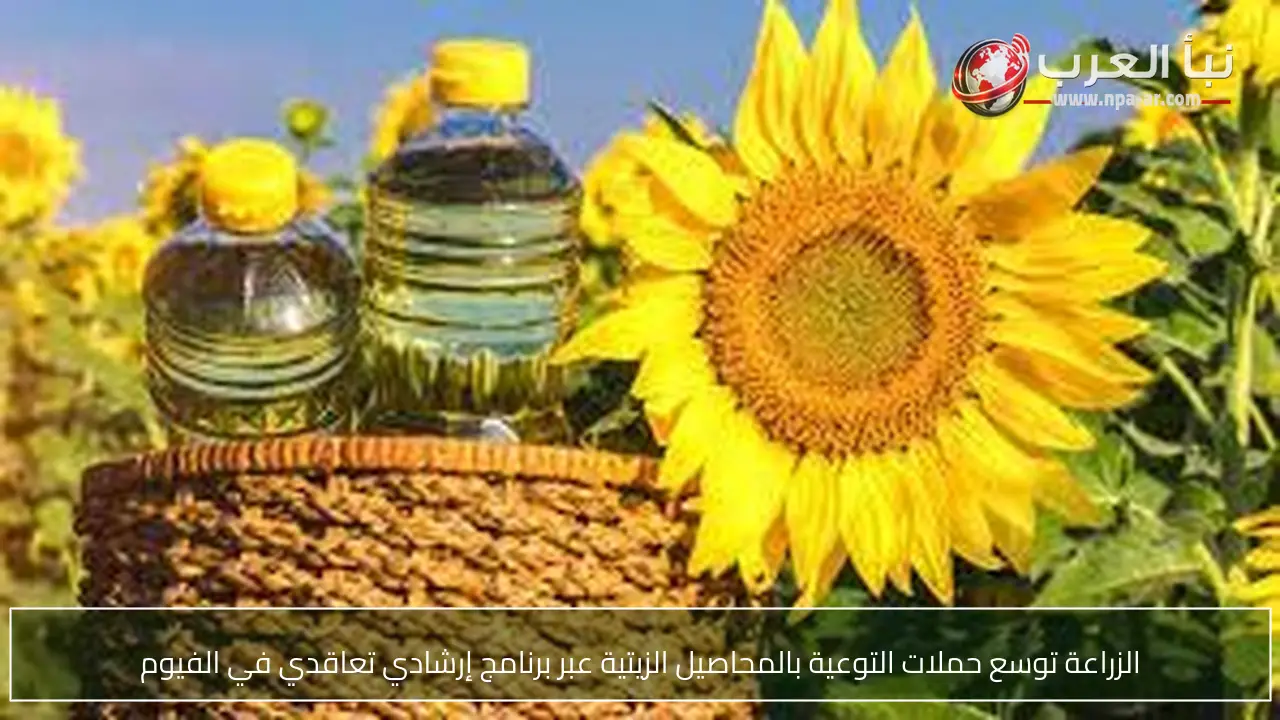 الزراعة توسع حملات التوعية بالمحاصيل الزيتية عبر برنامج إرشادي تعاقدي في الفيوم
