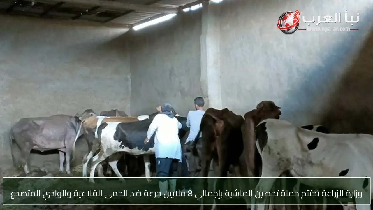 وزارة الزراعة تختتم حملة تحصين الماشية بإجمالي 8 ملايين جرعة ضد الحمى القلاعية والوادي المتصدع