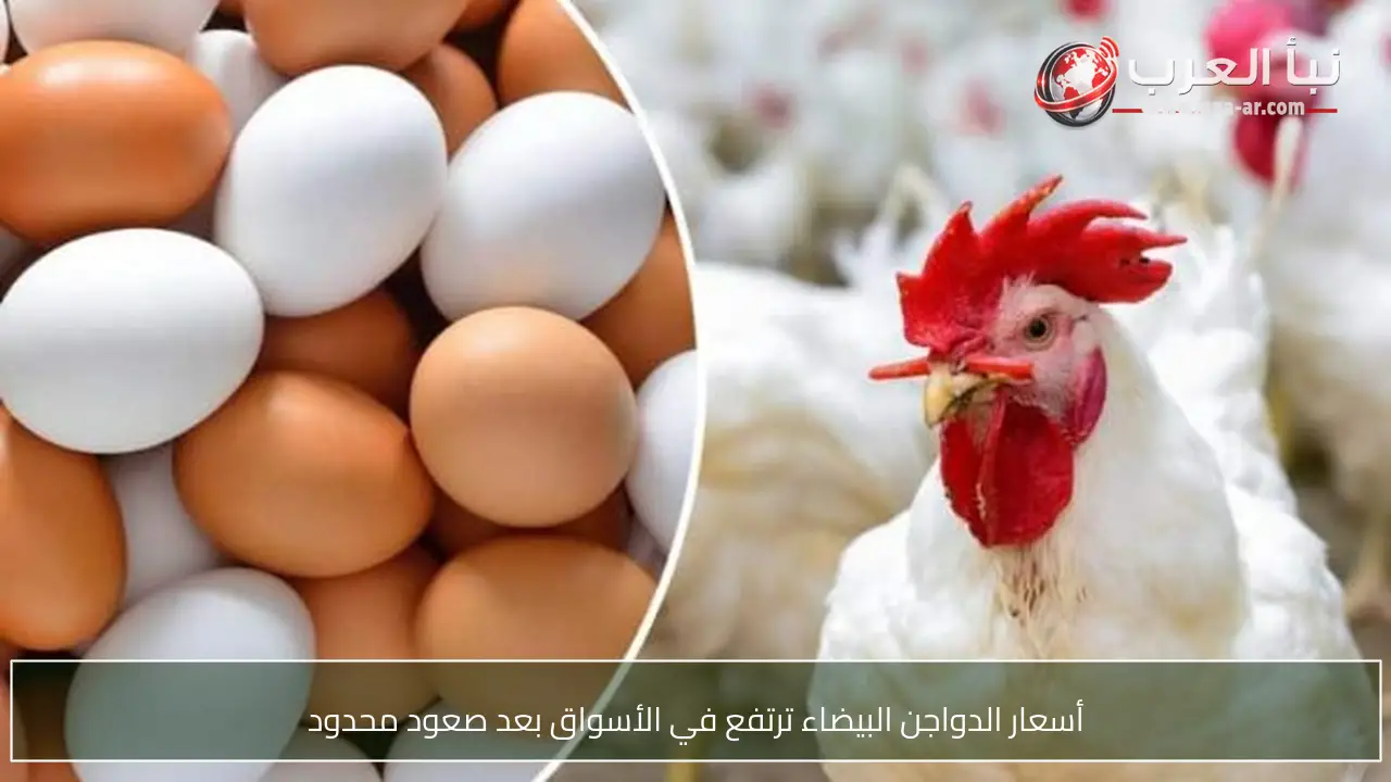 أسعار الدواجن البيضاء ترتفع في الأسواق بعد صعود محدود