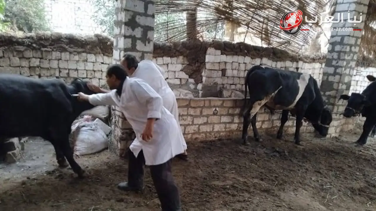 وزارة الزراعة تضخ 499,4 مليون جنيه لدعم مشروع البتلو وتصدر 763 ترخيص تشغيل خلال يونيو